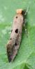 Tinea trinotella